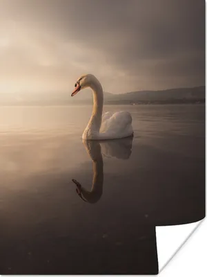Produktbild von MuchoWow® Poster Schwan - Wasser - Wolken 30x40 cm - Wandplakat - Poster Kinderzimmer