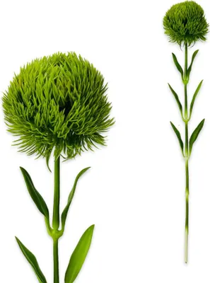 Immagine prodotto di Ramo di crisantemo Real Touch 51 cm verde