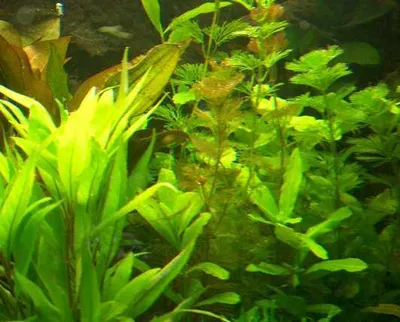 Produktbild von 1 Bund Wasserpest, 5-6 Pflanzen,Aquarium, Teich