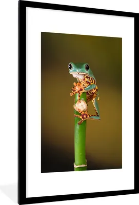 Produktbild von MuchoWow® MuchoWow® Gerahmtes Poster Frosch auf grüner Pflanze, Nahaufnahme 60x90 cm - Poster mit zchwarzem Bilderrahmen - Dekoration - Wandposter Wohnzimmer - Hochwertig