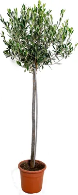 Produktbild von Bloomique - Olea Europaea - Olivenbaum Echt - Gartenpflanzen Winterhart - Höhe 90-110 cm - Topf 21 cm