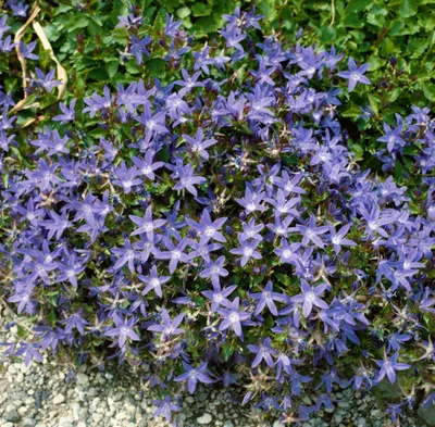 Produktbild von Campanula poscharskyana 'Stella', Polsterglockenblume, ca. 9x9 cm Topf
