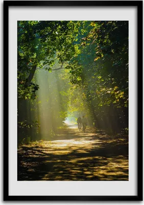 Produktbild von Bild - Bilderrahmen - Foto - 70 cm x 100 cm - MDF - Rahmen - Wandkunst - Pfad im Wald