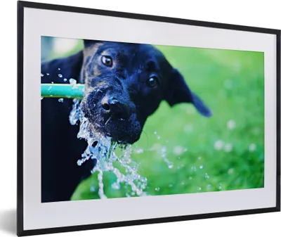 Produktbild von MuchoWow® MuchoWow® Gerahmtes Poster Hund - Wasser - Schwarz 60x40 cm - Poster mit zchwarzem Bilderrahmen - Schlafzimmer - Plakat in Rahmen - Drucken
