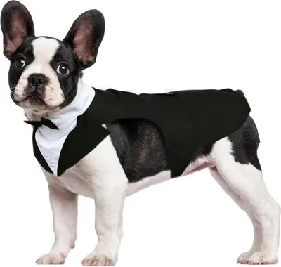 Image de Kuoser chien costume smoking bandana ensemble costume animal de compagnie S-XXL noir
