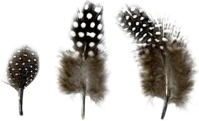 Image de Plumes naturelles 2 à 6 cm - 3 g
