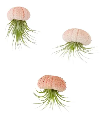 Produktbild von Seeigel Gehäuse Rosa 10 Stück Deko Natur Maritim Tillandsien Luftpflanzen