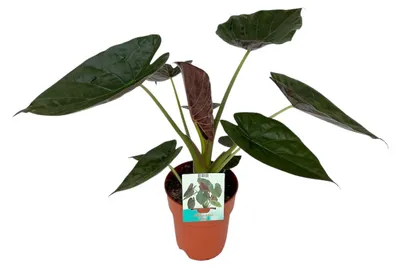 Immagine prodotto di Alocasia Wentii - 75-85cm - Ø19cm - Pianta d'appartamento - Sempreverde