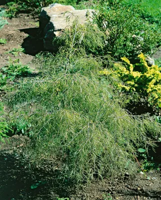 Produktbild von Betula pendula 'Karaca', Hängebirke, 40–60 cm