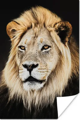 Produktbild von MuchoWow® Poster Löwen - Wild - Licht 60x90 cm - Wanddekoration