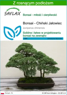 Zdjęcie produktu dla SAFLAX - Bonsai - Chiński Jałowiec - 30 Nasiona - Z podłożem uprawowym wolnym od zarazków - Juniperus chinensis