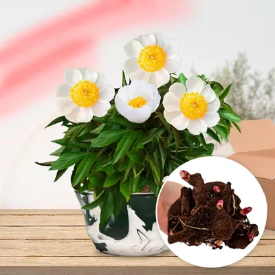 Productafbeelding van Pfingstrozen, winterhard, White Nippon - 1 wortel - grote pioenrozenhybriden - meerjarige vaste plant - planten uit Nederland, geschikt voor tuin en pot (geen zaden, geen bollen, geen kunstplanten)