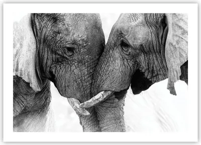 Produktbild von Poster - Poster ohne Rahmen - Elefanten Safari Bond - 70x50 cm - Wand Bild - Wanddeko - Wandbilder - Kunstposter - Wandposter - Bilder - Kunstdruck - Wanddekoration - Wandbild - P2XAA70x50-4973