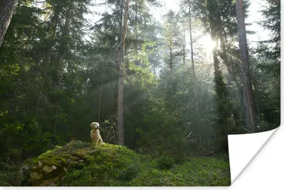 Produktbild von MuchoWow® Poster Hund - Wald - Fels 120x80 cm - Bilder
