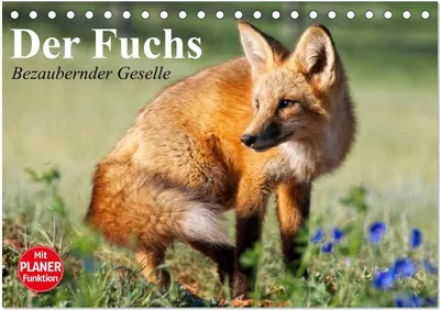 Produktbild von Der Fuchs. Bezaubernder Geselle (Tischkalender 2026 DIN A5 quer), CALVENDO Monatskalender