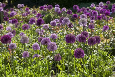 Produktbild von Allium giganteum, Riesenlauch, violett, 2-3 Liter Container