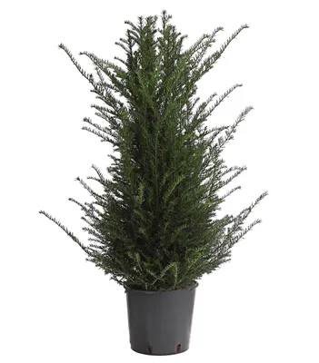 Produktbild von Dehner Gemeine Eibe, Taxus baccata, weiche Nadeln, 80-100 cm, 10 l Topf, Nadelgehölz