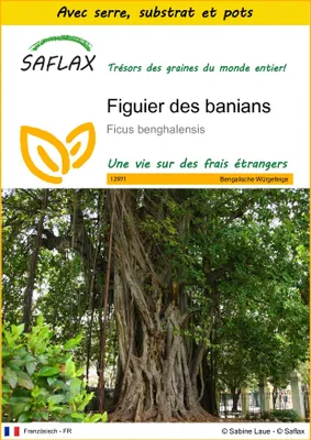 Image de SAFLAX Ensemble de culture - Figuier des banians - 20 graines - Ficus