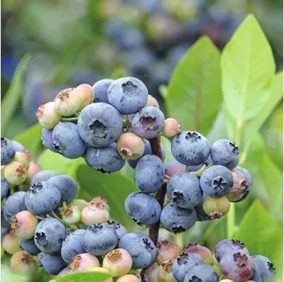 Obrázek produktu pro BorůvkaFloraSelfVaccinium corymbosum 'Goldtraube' výška 30-40 cm květináč 3,4 l