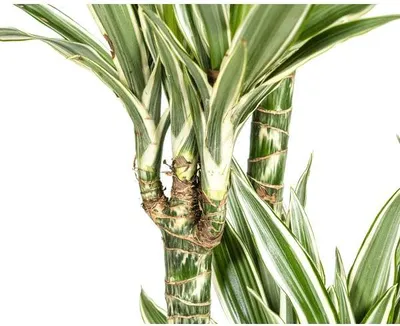 Obrázek produktu pro Dracaena deremensis White Stripe – pokojová rostlina Ø 27 cm ↕ 180 cm – nenáročná zelená rostlina do obývacího pokoje, kanceláře a na světlá místa