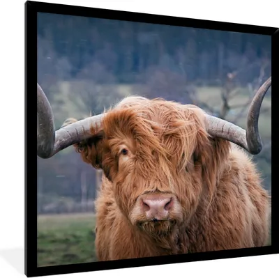 Produktbild von MuchoWow® Gerahmtes Poster Schottischer Highlander - Hörner - Berg 40x40 cm - Poster mit Schwarzem Bilderrahmen Wandposter Rahmen Foto Bilder - Mit Rahmen - Wanddekoration Schlafzimmer