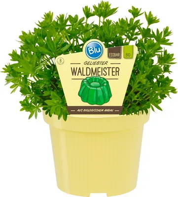Image de Aspérule de qualité- Galium odoratum - Plante aromatique en pot de 12cm