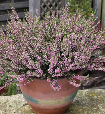 Produktbild von Besenheide ´PINK ANGIE´ Cont. 0,5 l