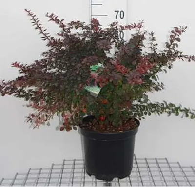 Obrázok produktu pre Berberis thunb. 'Atropurpurea' - Dulovnica 50- 60 cm Kontajner