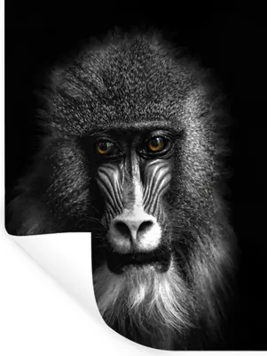 Produktbild von MuchoWow® Wandtattoo Wandsticker Wandaufkleber Affe - Tiere - Augen - Braun - Schwarz und weiß 30x40 cm Selbstklebend und Repositionierbar - Sticker - Dekorfolie