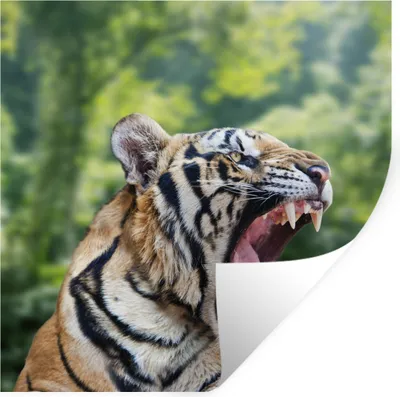 Produktbild von MuchoWow® Wandtattoo Wandsticker Wandaufkleber Tiger - Kopf - Wald 30x30 cm Selbstklebend und Repositionierbar - Repositionierbar - Wasser abweisend