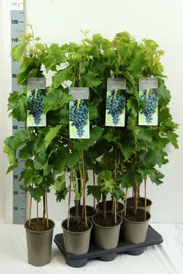 Several potted grapevines with tags showing bunches of grapes.