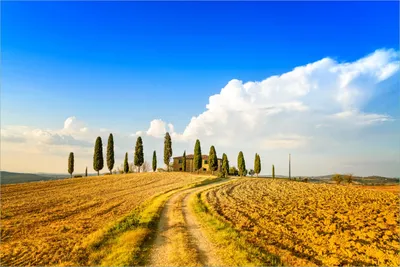 Produktbild von Wallario selbstklebendes Poster - Italien - Toskana unter blauem Himmel  einsame Farm, Größe: 61 x 91,50 cm