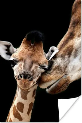 Produktbild von MuchoWow® Poster Giraffe - Tiere - Schwarz - Porträt - Tiere 40x60 cm - Plakate für die Wand - Poster Babyzimmer