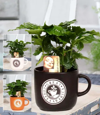 Produktbild von BALDUR Garten 1x Coffea Arabica im Barista Keramiktopf, Pflanze im 12 cm-Topf, Kaffee-Pflanze, Kaffeebaum, Kaffeestrauch, Zimmerpflanze, Grünpflanze, duftende Blüten, mehrjährig - frostfrei halten