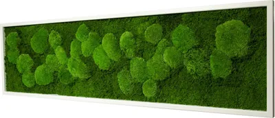 Produktbild von Moosbild 100x35cm 50% Flachmoos/ 50%Kugelmoos (weiß)