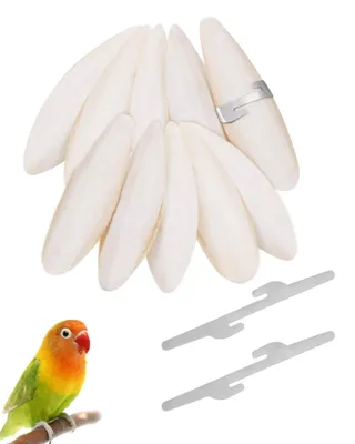 Imagen del producto de Huesos de sepiola, naturales, 10 unidades, con 2 clips metálicos, suplemento de calcio para aves