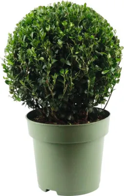 Obrázek produktu pro Cesmína vroubkovaná koule FloraSelf Ilex crenata 'Jenny' průměr cca 30 cm květináč 5 l samičí odrůda