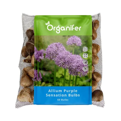 Obrázek produktu pro 50 cibulek Allium Fialová senzace (XXL květinové cibulky 12/+ cm) - Organifer
