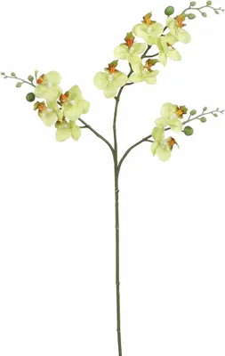 Produktbild von Mica künstliche Phalaenopsis grün, 75 cm