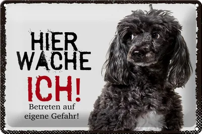 Produktbild von Blechschild Hinweis Pudel hier wache ich eigene Gefahr, 30 x 20 cm, Blechschilder Tiere Achtung