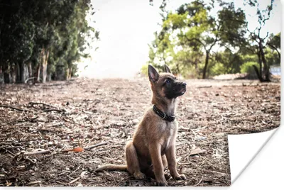 Produktbild von MuchoWow® Poster Malinois-Schäferhund-Welpe schaut auf 60x40 cm - Schlafzimmerdekoration