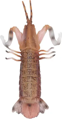 Image de Modèle de crevette Mantis, simulation solide et vivante pour l'éducation ludique des enfants