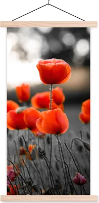 Produktbild von MuchoWow® Textilposter Rote Mohnblumen vor schwarzem und weißem Hintergrund 40x80 cm mit holzfarbenen Rahmen - Wohnzimmer