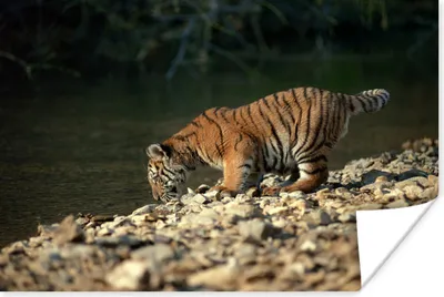 Produktbild von MuchoWow® Poster Tiger - Baby - Felsen 60x40 cm - Schlafzimmerdekoration