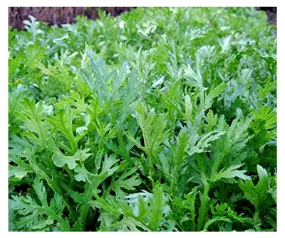 Produktbild von Salatsamen Shungiku Salatchrysantheme