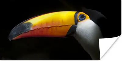 Produktbild von MuchoWow® Poster Tukan - Vogel - Schnabel 120x60 cm - Bild