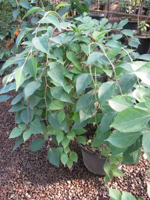 Produktbild von Styrax japonicus Fragrant Fountain - Japanischer Storaxbaum - Schneeglöckchenbaum 60-80cm