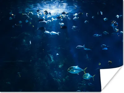 Produktbild von MuchoWow® Poster Angeln in einem Aquarium in Norwegen 40x30 cm - Plakate für die Wände - Poster Wohnzimmer