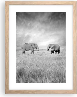 Produktbild von Gerahmtes Poster - Rahmen in heller Eiche - Elefanten Schwarzweiß Safari - 30x40 cm - Wand Bild - Wanddeko - Wandbilder - Wandposter - Bilderrahmen - Bilder - Kunstdruck - Wandbild - P2NPA30x40-4186