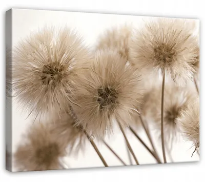 Produktbild von Leinwandbild Pusteblumen Blumen Boho - 100x70 cm - Wandbilder Wohnzimmer Schlafzimmer - Leinwand Leinwandbild Beige - PP16142O1